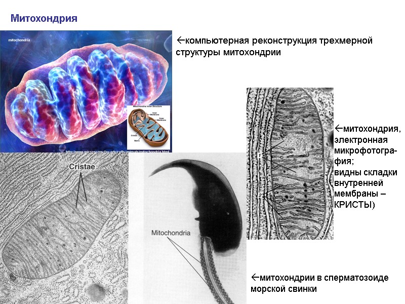 Митохондрия митохондрии в сперматозоиде морской свинки митохондрия, электронная микрофотогра- фия; видны складки внутренней мембраны
